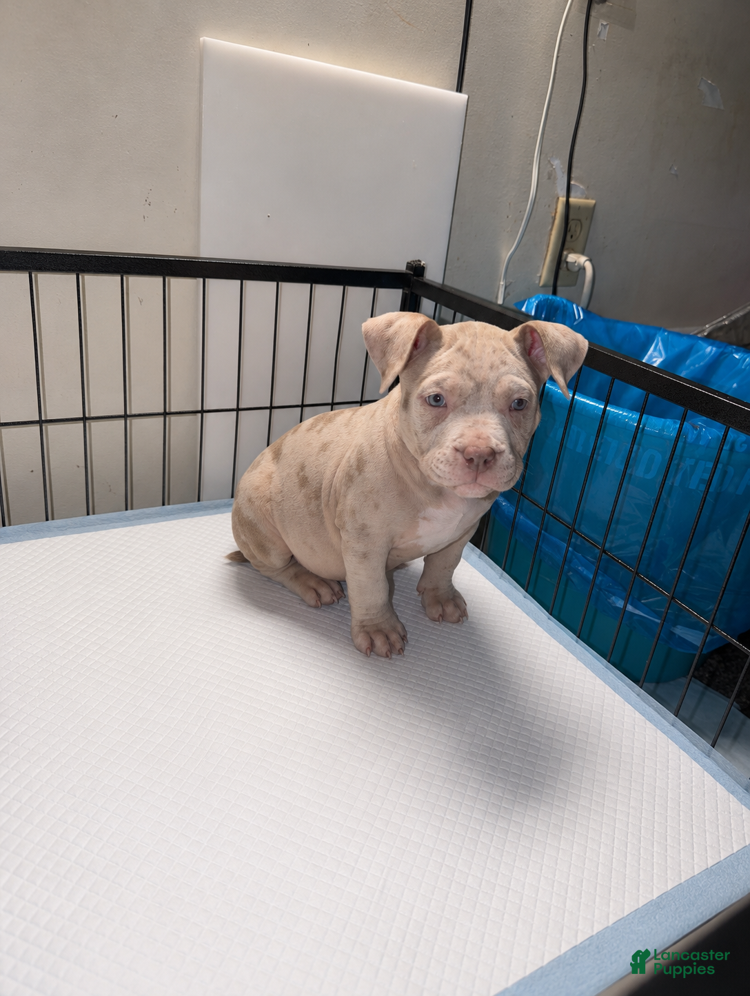 American Bully dogs Merle female 1  - Ad 1