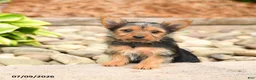 Yorkshire Terrier dogs for sale: Plum - Ad 1