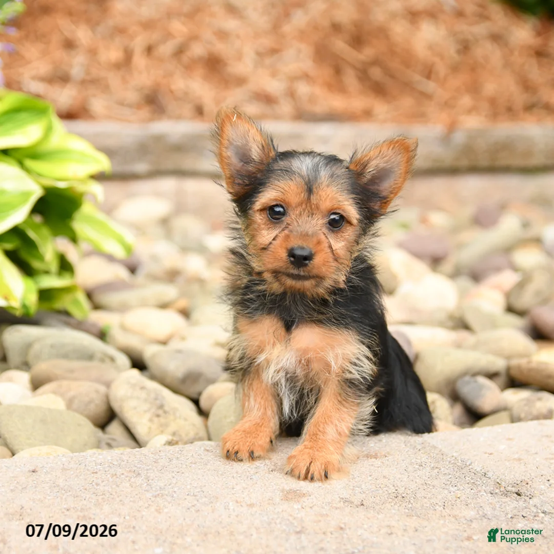 Yorkshire Terrier dogs for sale: Plum - Ad 1