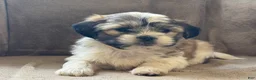 Shih Tzu dogs for sale: Commer - Ad 6