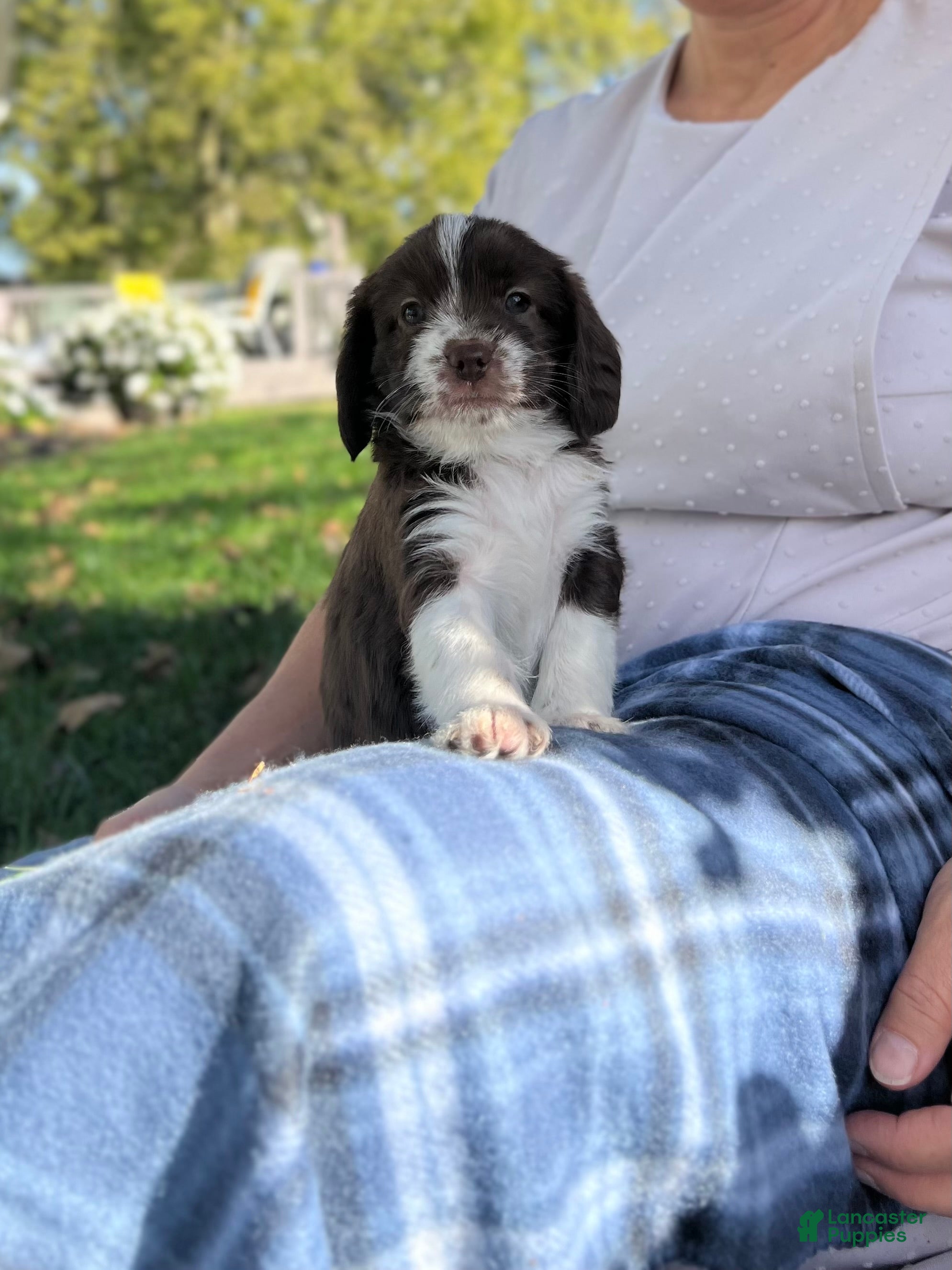 Mixed Breed dogs Daisy   - Ad 30