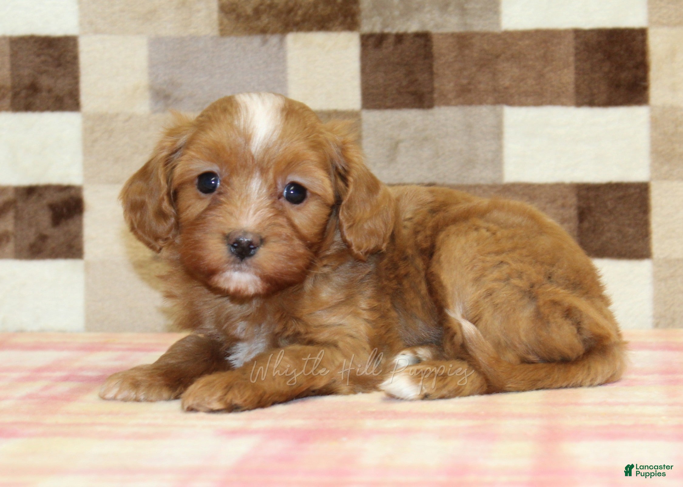 Cavapoo dogs Indy - Ad 2