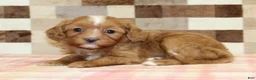 Cavapoo dogs for sale: Indy - Ad 2