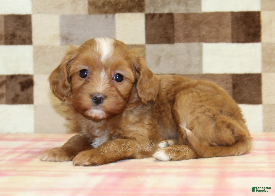 Cavapoo dogs for sale: Indy - Ad 2