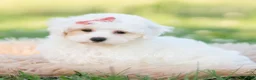 Maltipoo dogs for sale: Pongo - Ad 4