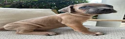 Cane Corso dogs for sale: Cane Corso Formentino  - Ad 3