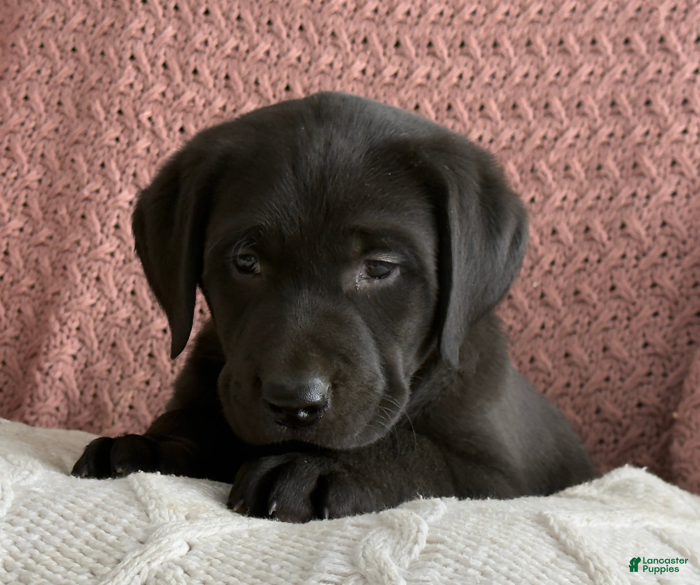 Labrador Retriever dogs Lily - Ad 1