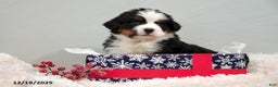 Bernese Mountain Dog dogs for sale: Rhonda - Ad 5