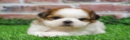 Shih Tzu dogs for sale: Dale  - Ad 5