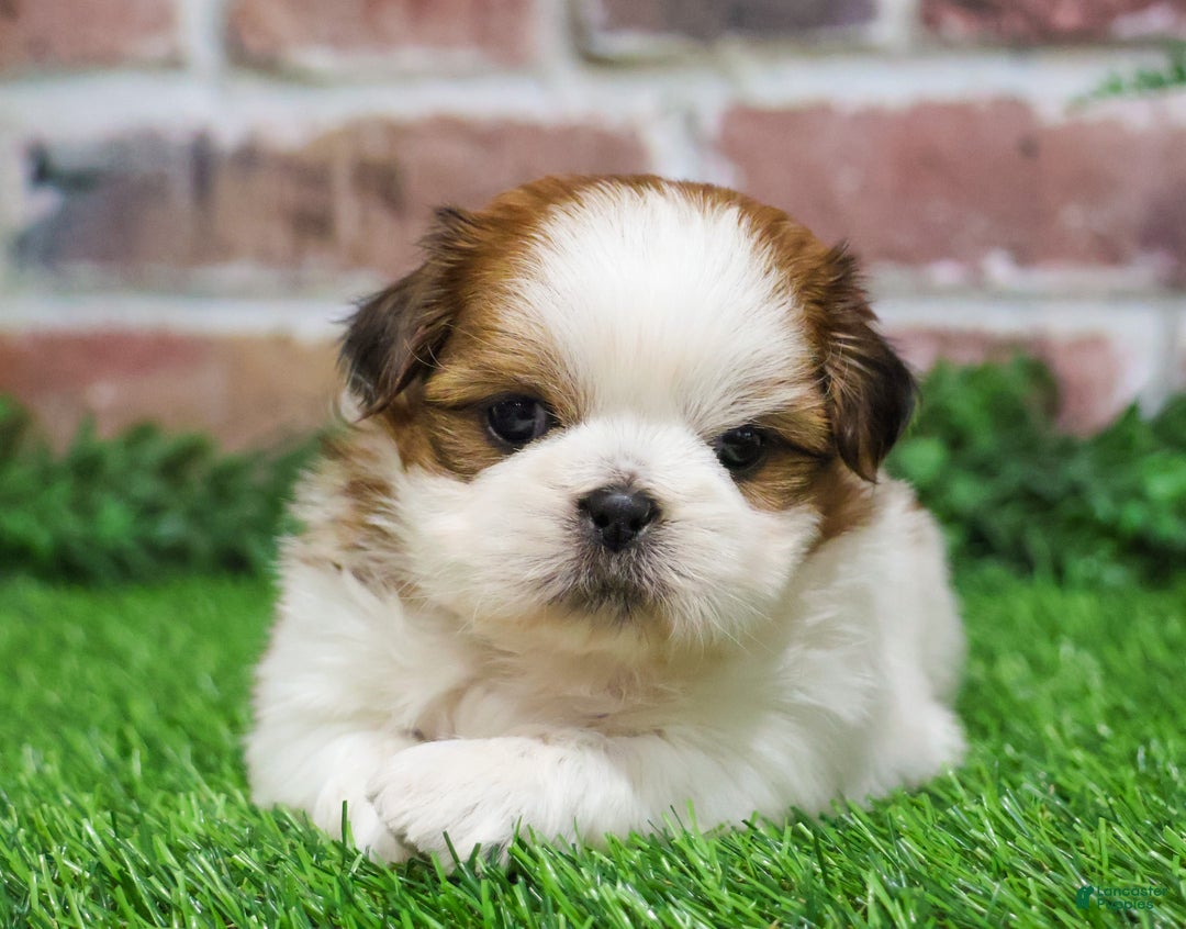 Shih Tzu dogs for sale: Dale  - Ad 5