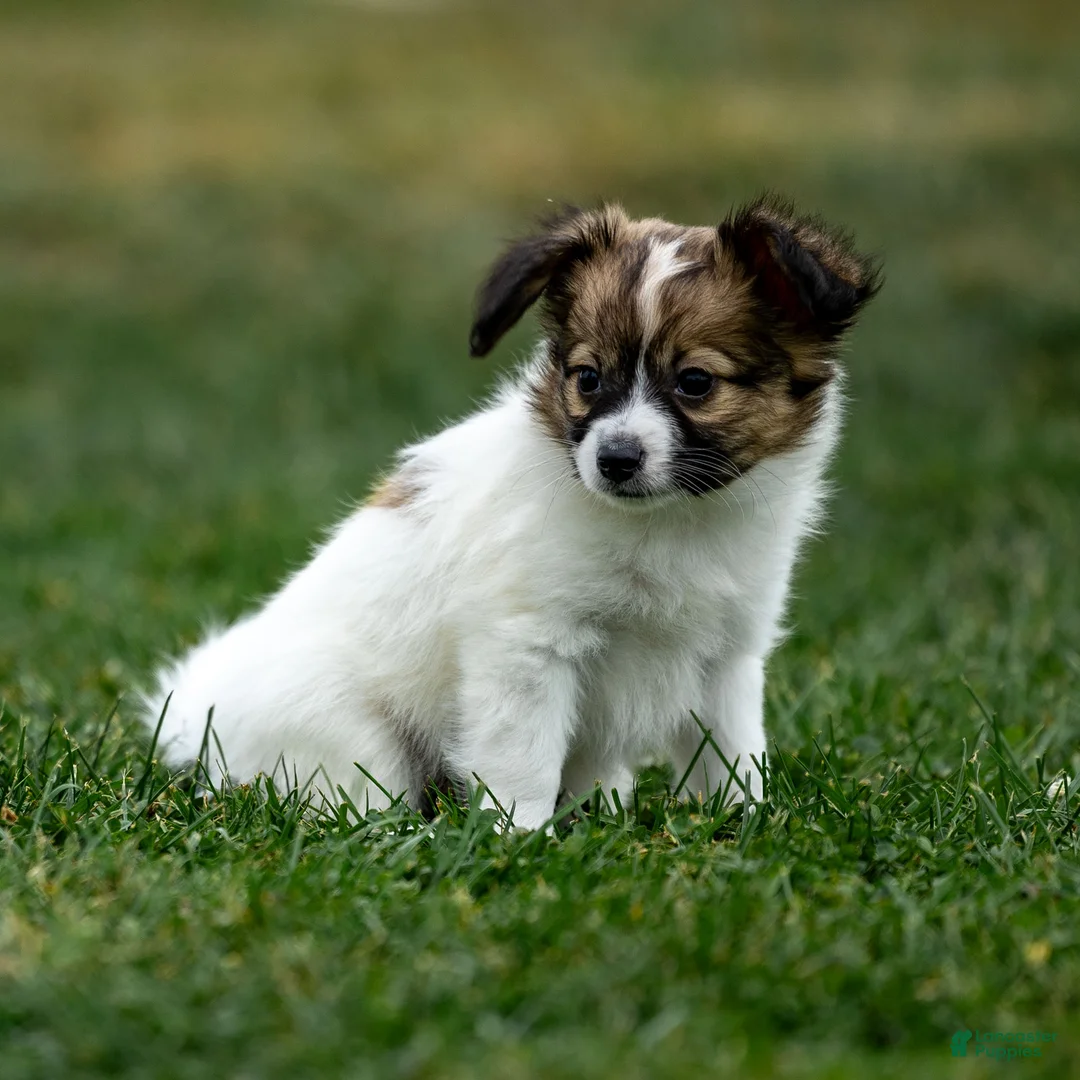 Papillon dogs for sale: Rebel - Ad 4