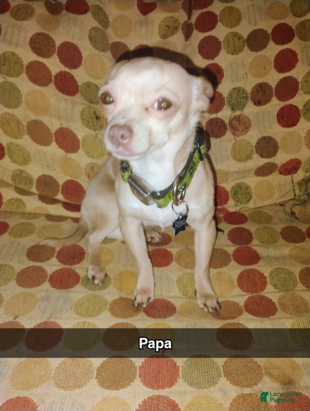 Chihuahua dogs for sale: Chihuahua Puppy 1 - Ad 7