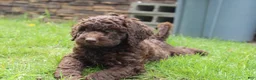 Labradoodle dogs for sale: Apollo - Ad 2