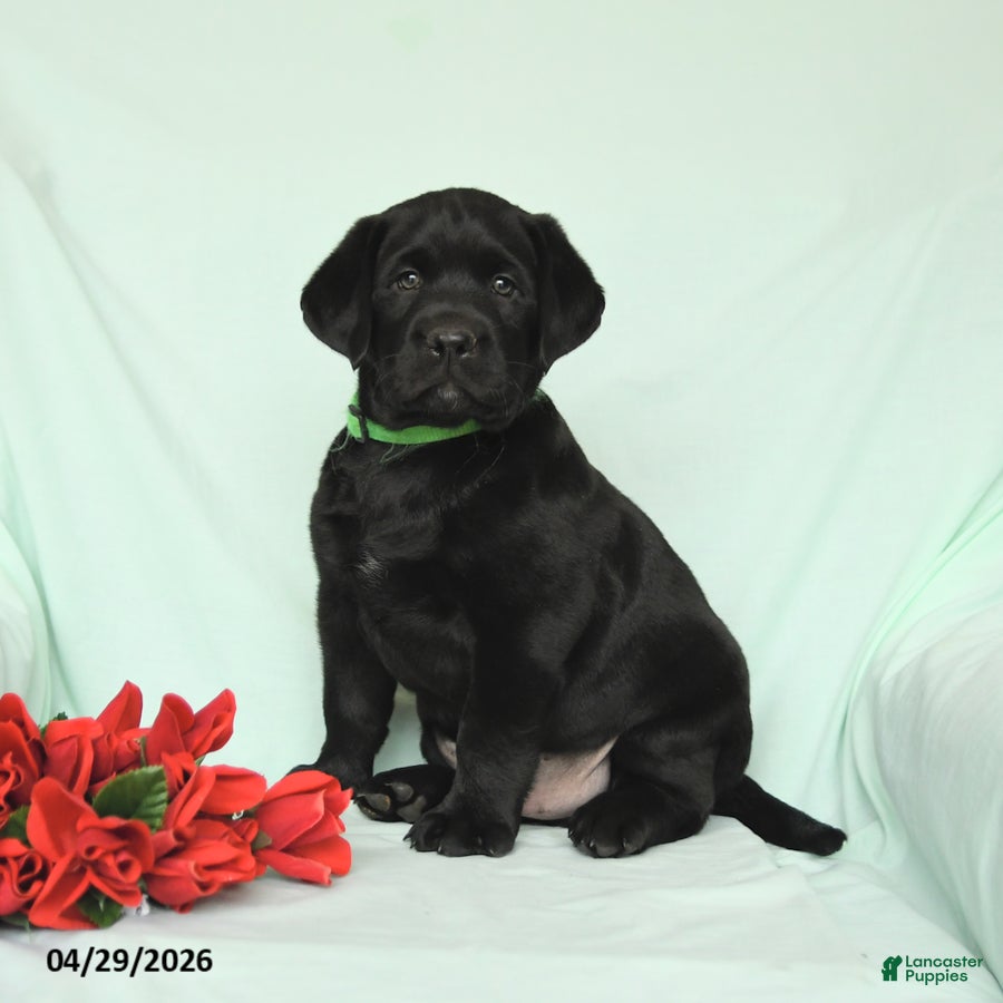 Labrador Retriever dogs for sale: Blazer - Ad 1