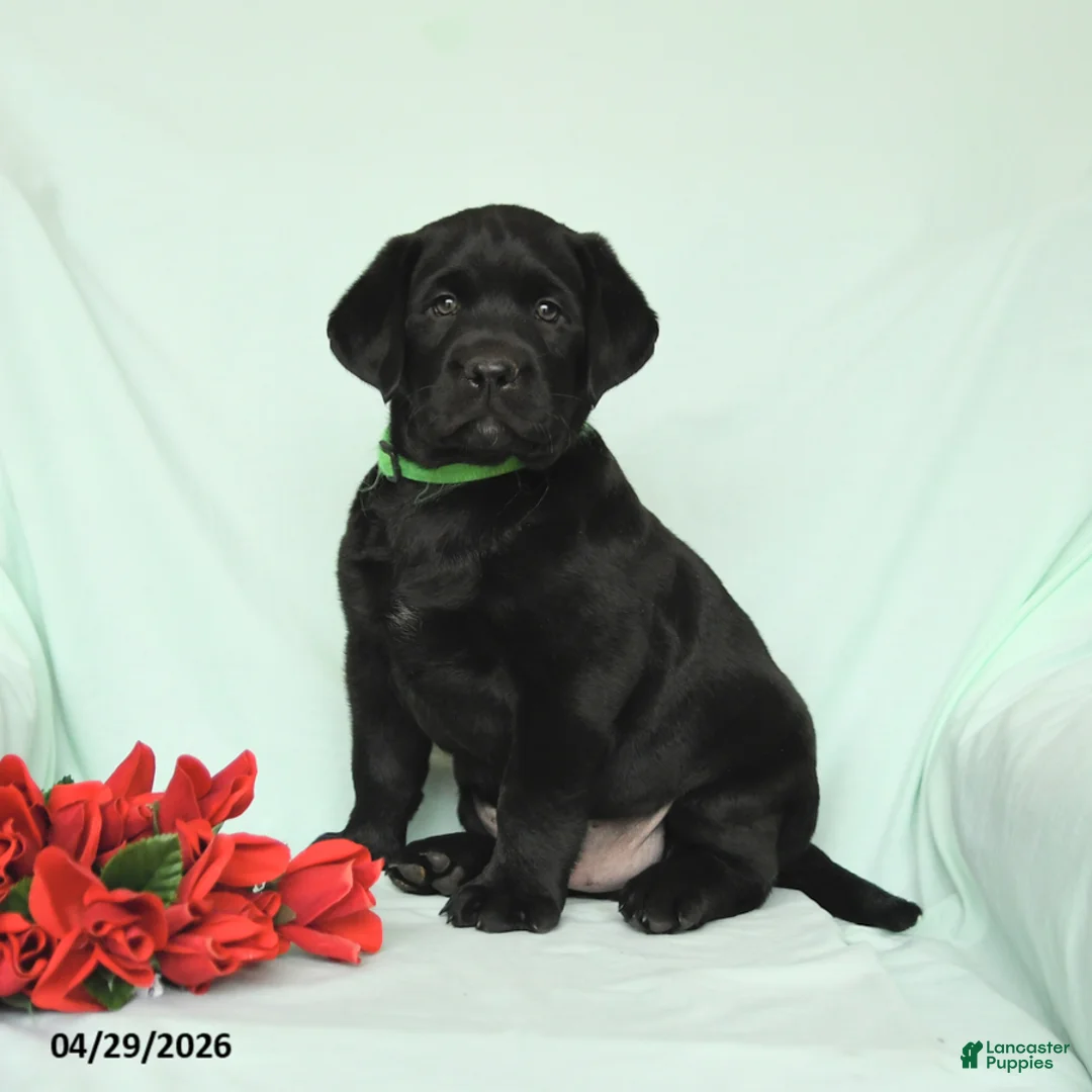 Labrador Retriever dogs for sale: Blazer - Ad 1