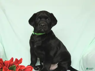 Labrador Retriever dogs for sale: Blazer - Ad 1
