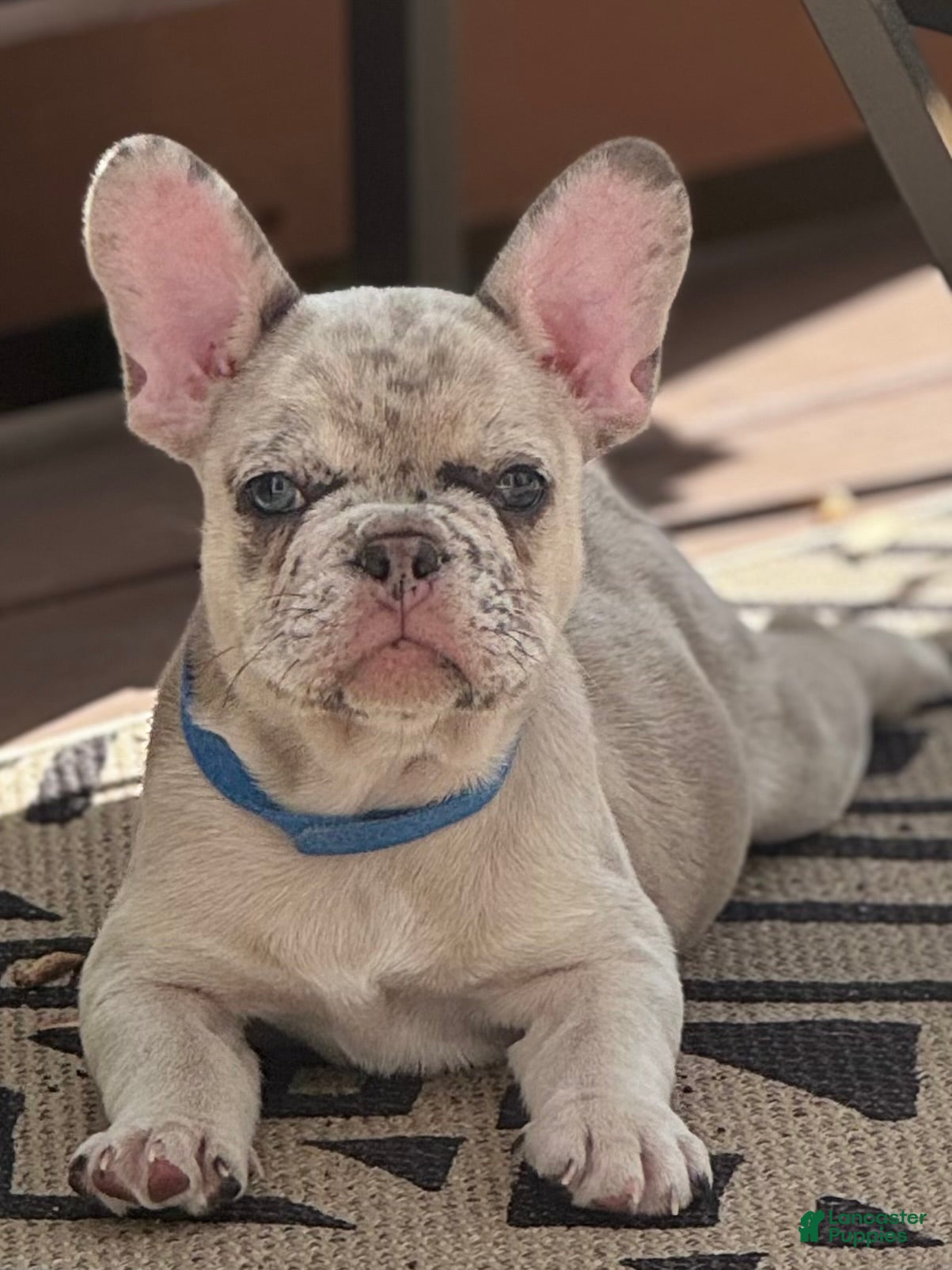 French Bulldog dogs French Bulldog Puppy 1 - Ad 1