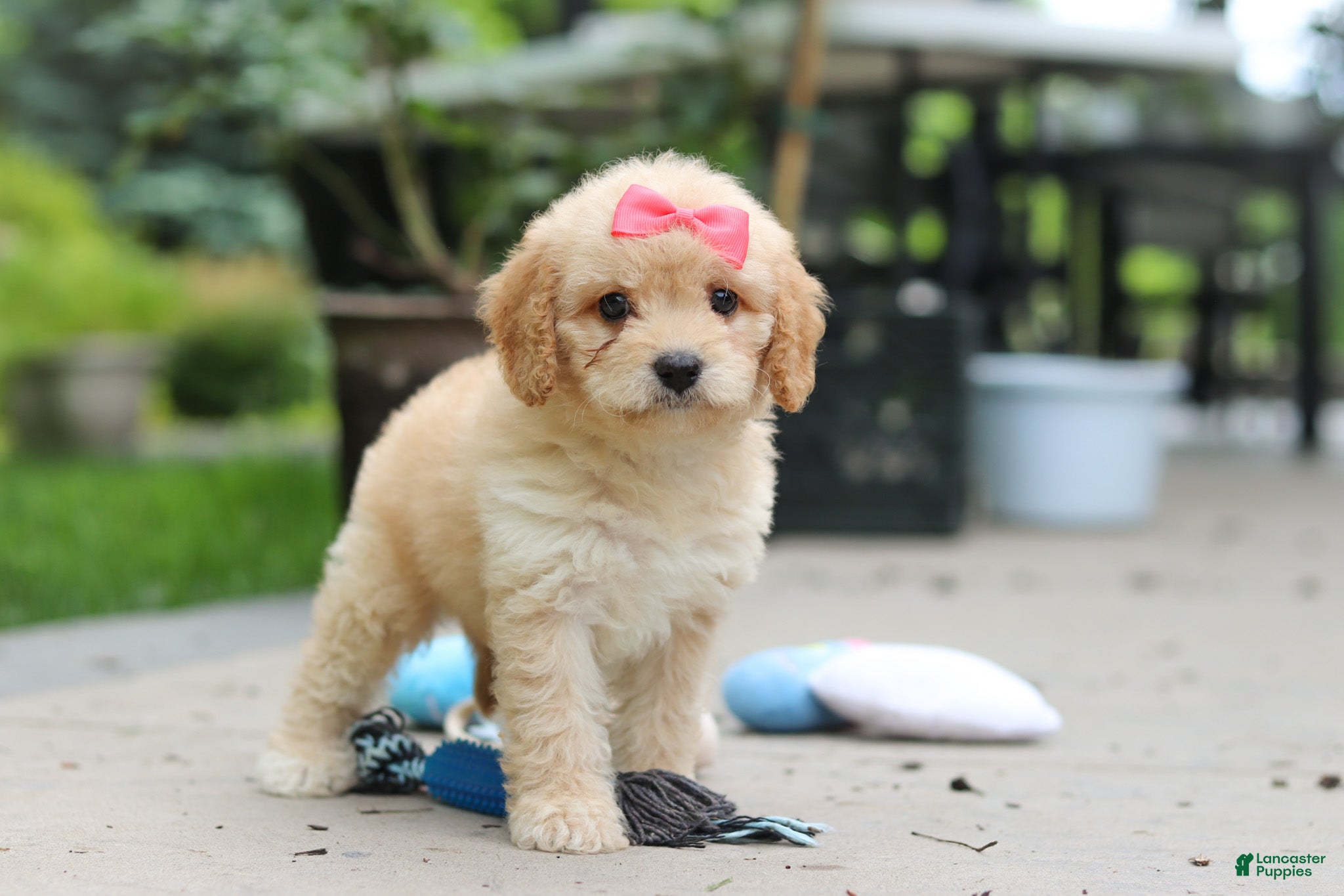 Cavapoo dogs Dolly - Ad 2