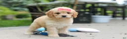 Cavapoo dogs for sale: Dolly - Ad 2