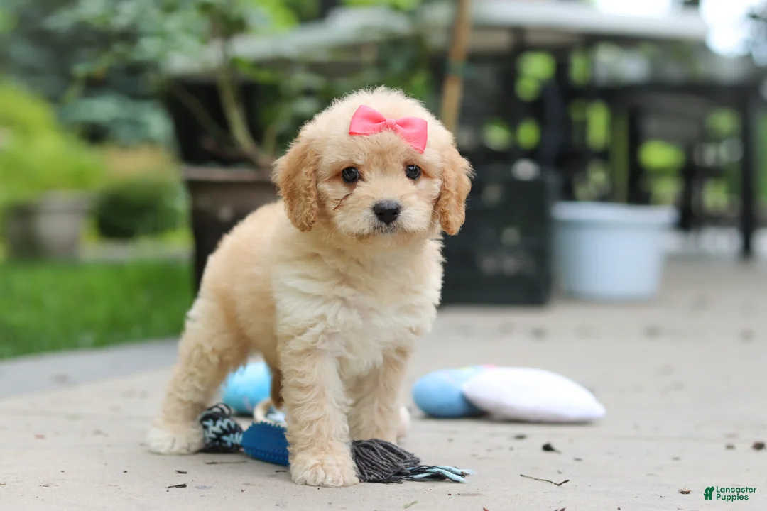 Cavapoo dogs for sale: Dolly - Ad 2