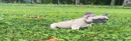 French Bulldog dogs for sale: Ruby - Ad 5