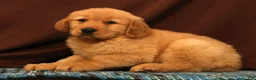Golden Retriever dogs for sale: Evan - Ad 5