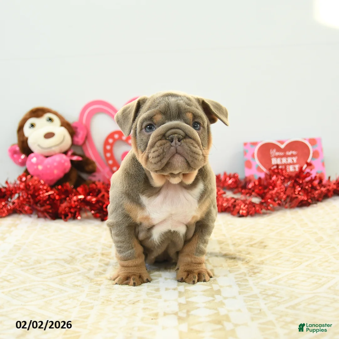 English Bulldog dogs for sale: Bella   - Ad 4