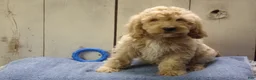 Cockapoo dogs for sale: Barry - Ad 19