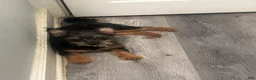 Mixed Breed dogs for sale: Stella - Ad 22