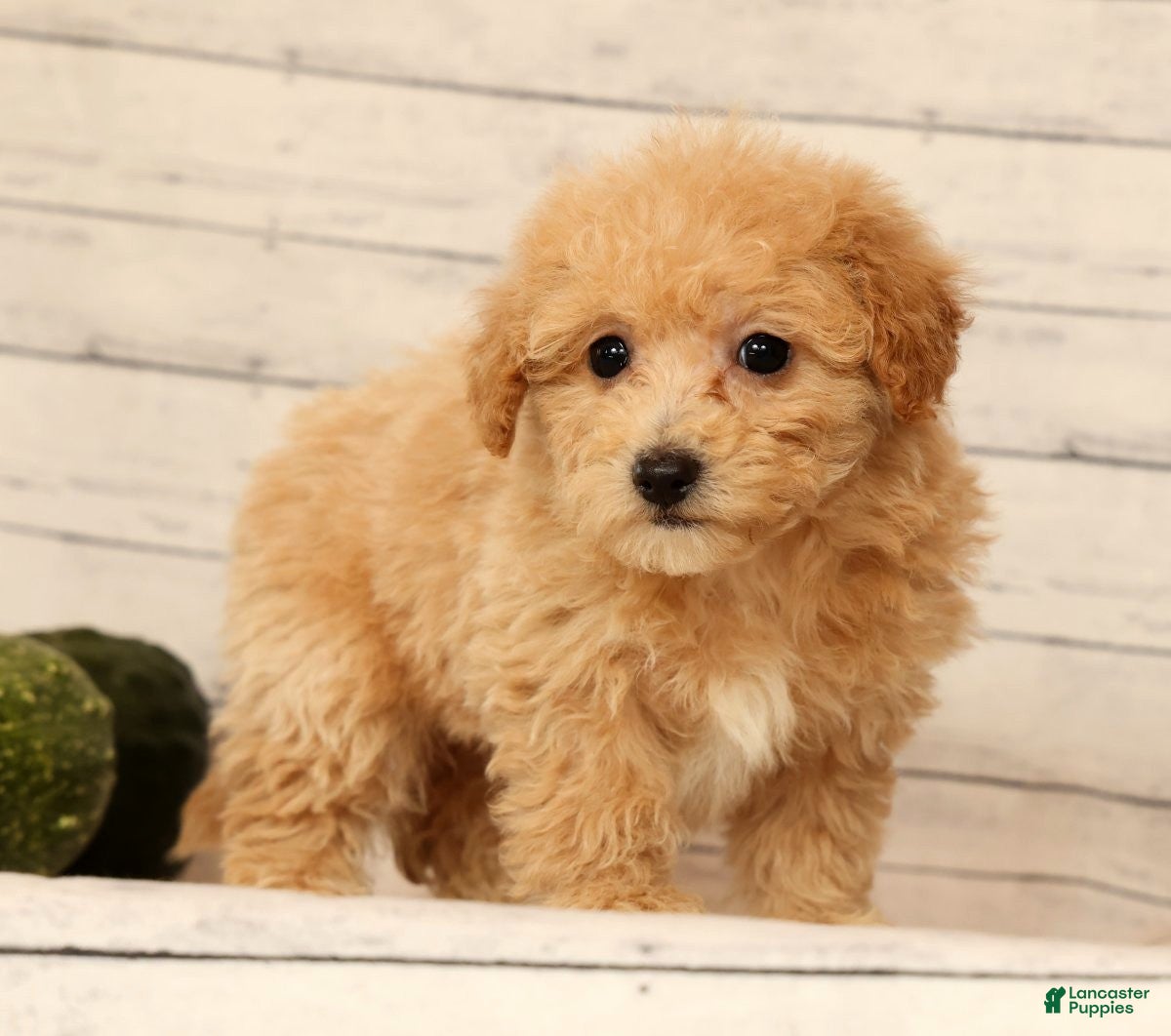 Bichpoo dogs Oasis - Ad 1