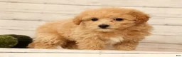 Bichpoo dogs for sale: Oasis - Ad 1