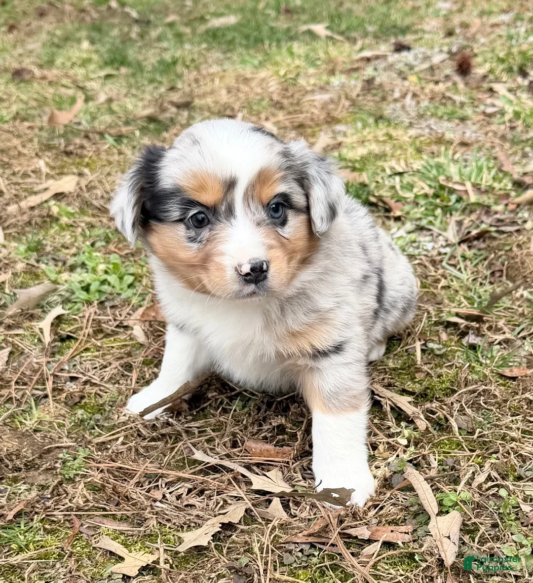 Australian Shepherd dogs for sale: Bo - Ad 3