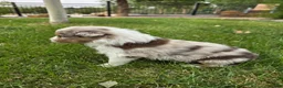 Australian Shepherd dogs for sale: Denali Red Merle - Ad 3