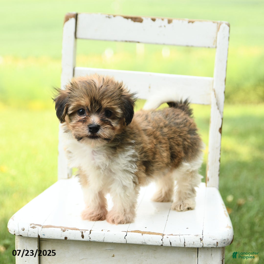Havanese dogs for sale: Barkley - Ad 2