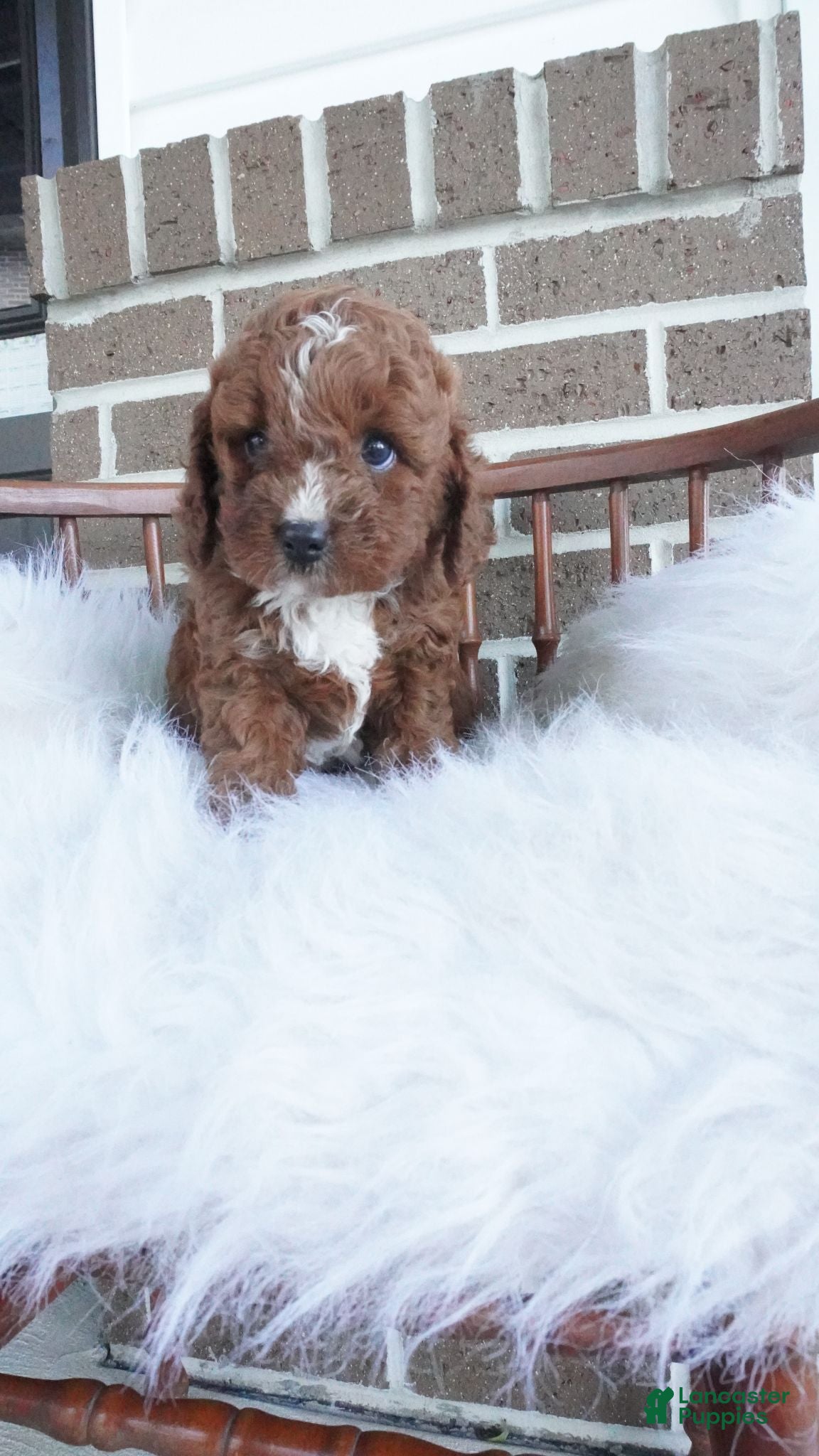 Cavapoo dogs Teddy  - Ad 1