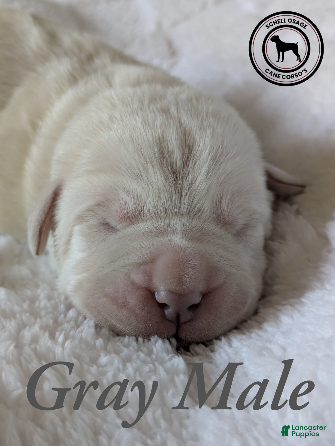 Cane Corso dogs for sale: Gray  - Ad 3