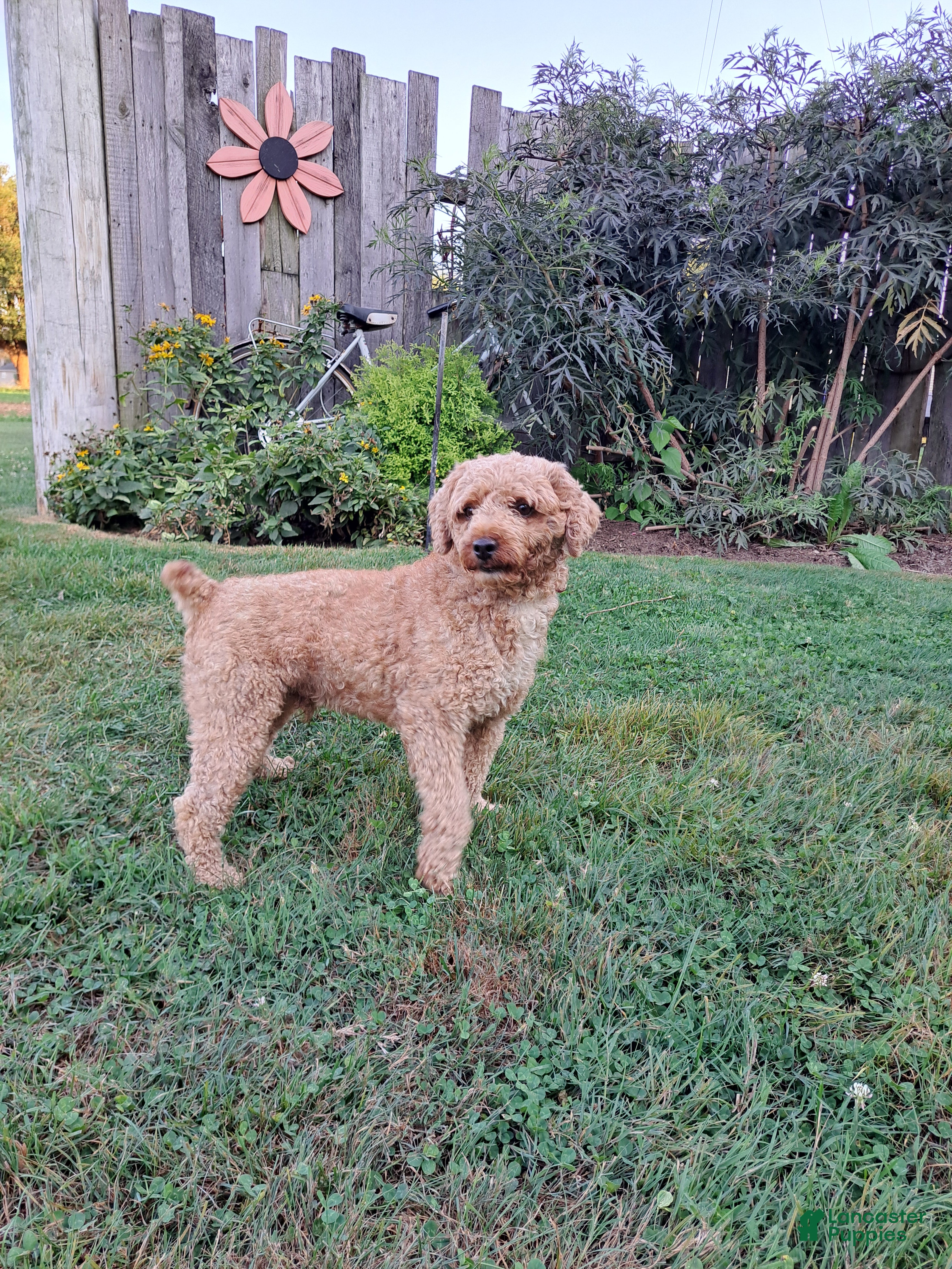 Toby