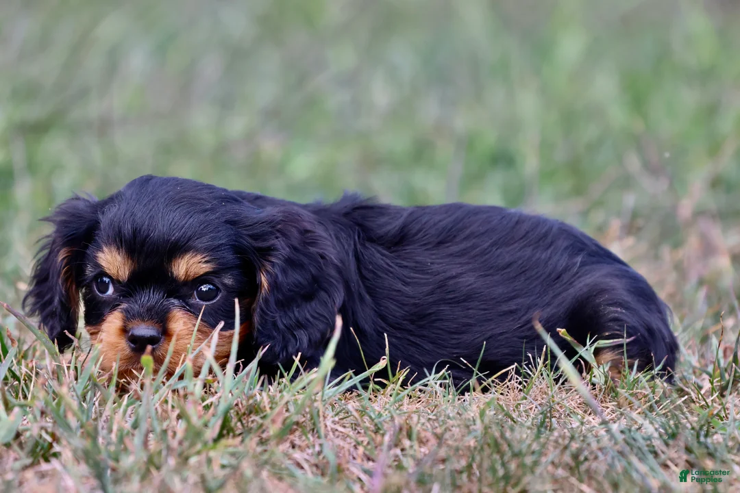 Cavalier King Charles Spaniel dogs for sale: Stranton - Ad 3