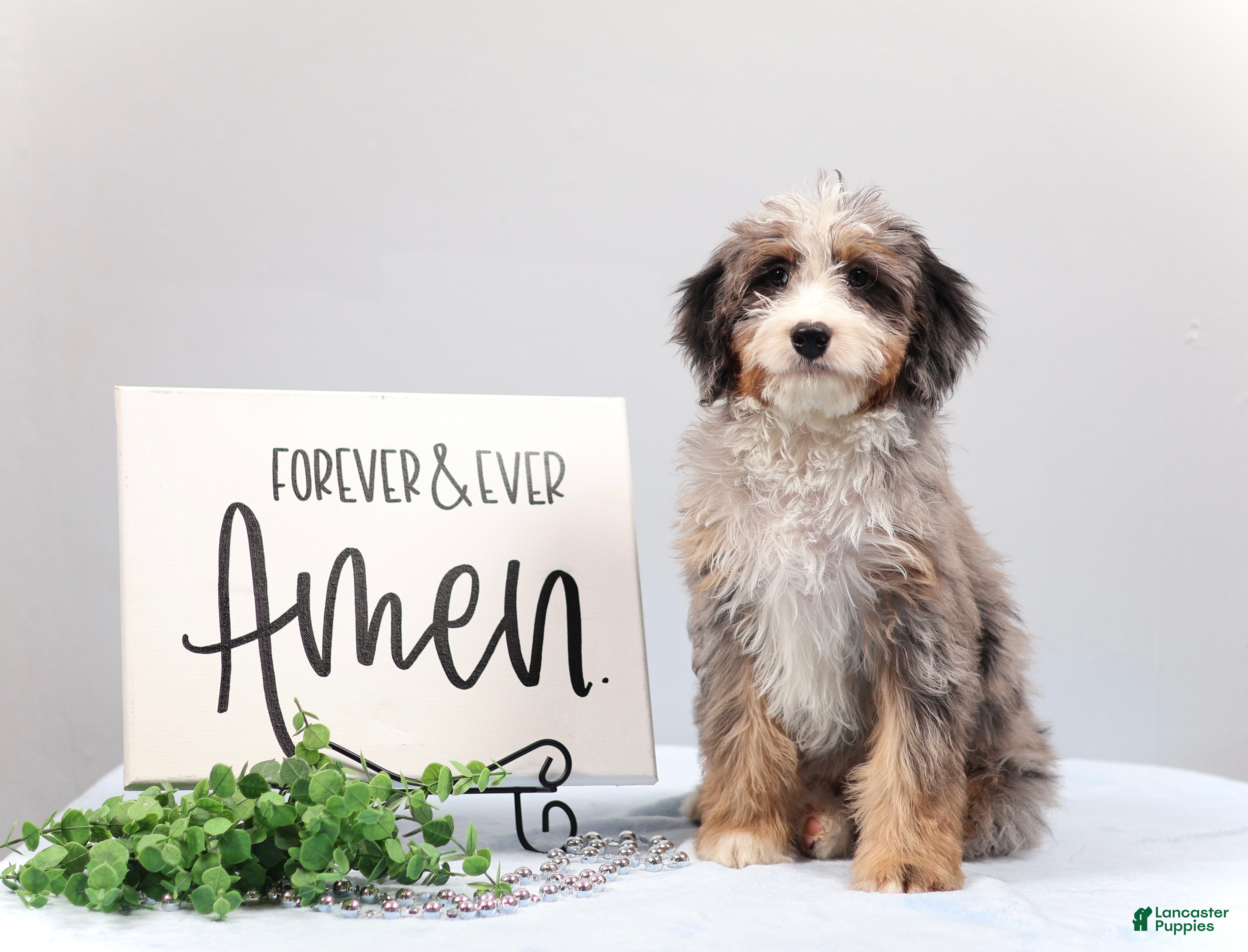 Mini Bernedoodle dogs Bandit - Ad 1