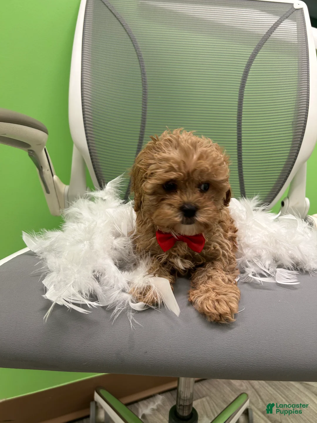 Mixed Breed dogs for sale: Mixed Breed 2 - Ad 2