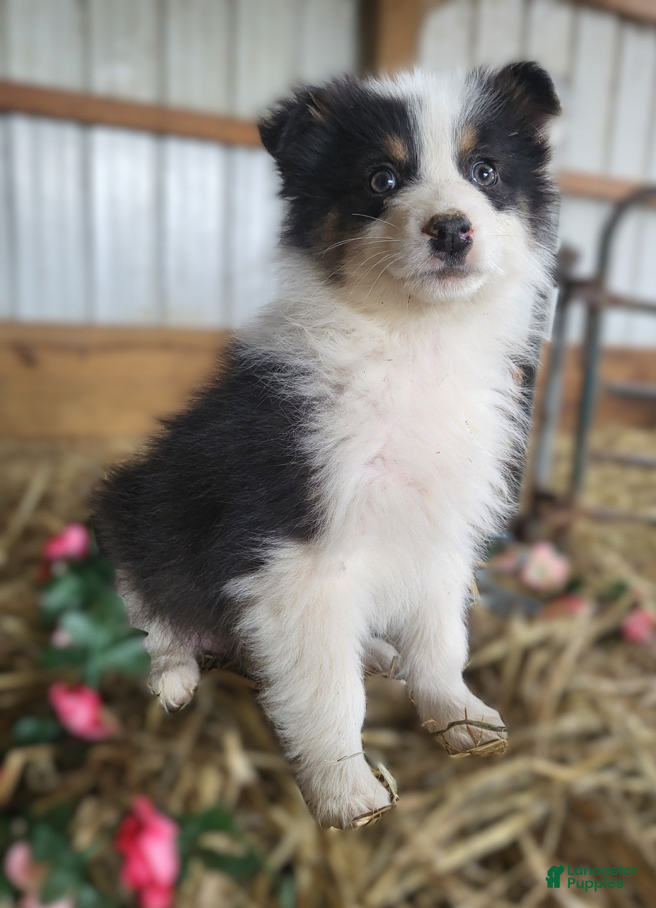 Australian Shepherd dogs Australian Shepherd Puppy 1 Collin - Ad 7