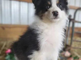 Australian Shepherd dogs Australian Shepherd Puppy 1 Collin - Ad 35