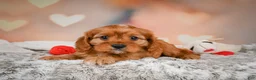 Cavapoo dogs for sale: LUNA - Ad 9