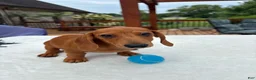 Miniature Dachshund dogs for sale: Rex - Ad 2
