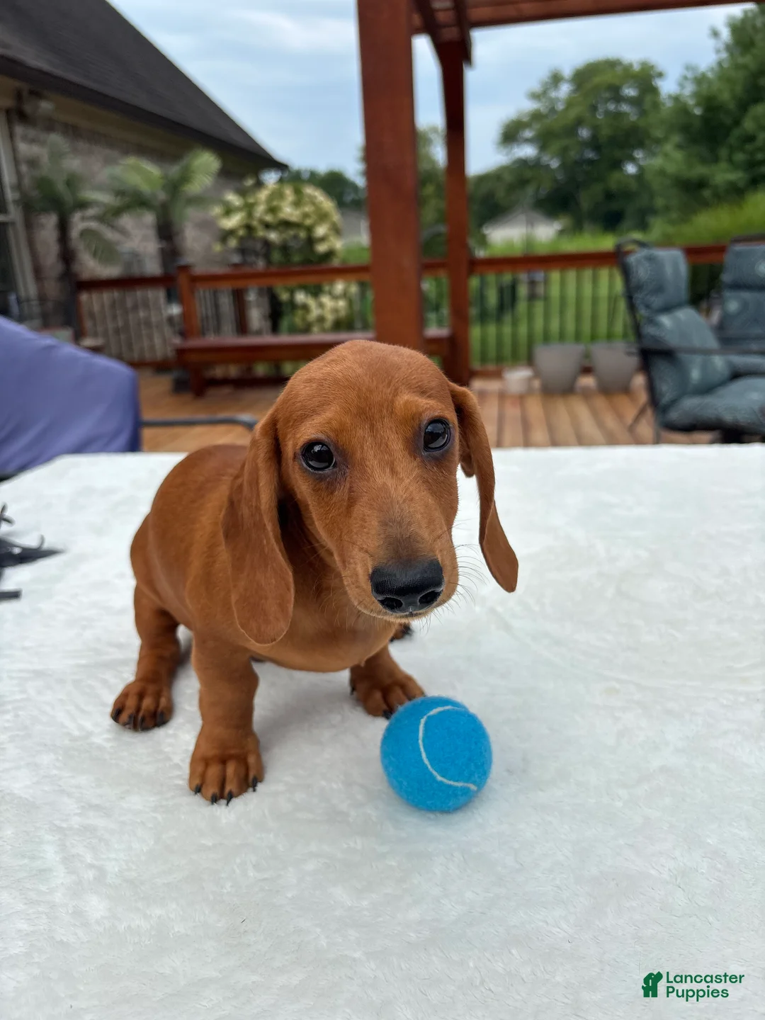 Miniature Dachshund dogs for sale: Rex - Ad 2