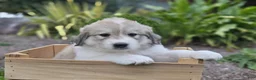 Great Pyrenees dogs for sale: Macy - Ad 6