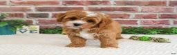 Cavapoo dogs for sale: Shamrock  - Ad 7