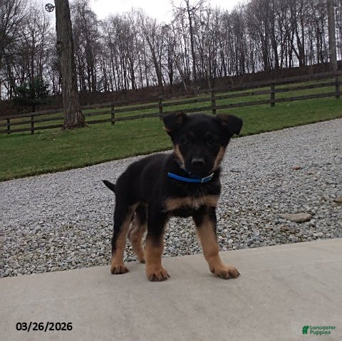 German Shepherd dogs Max - Ad 1