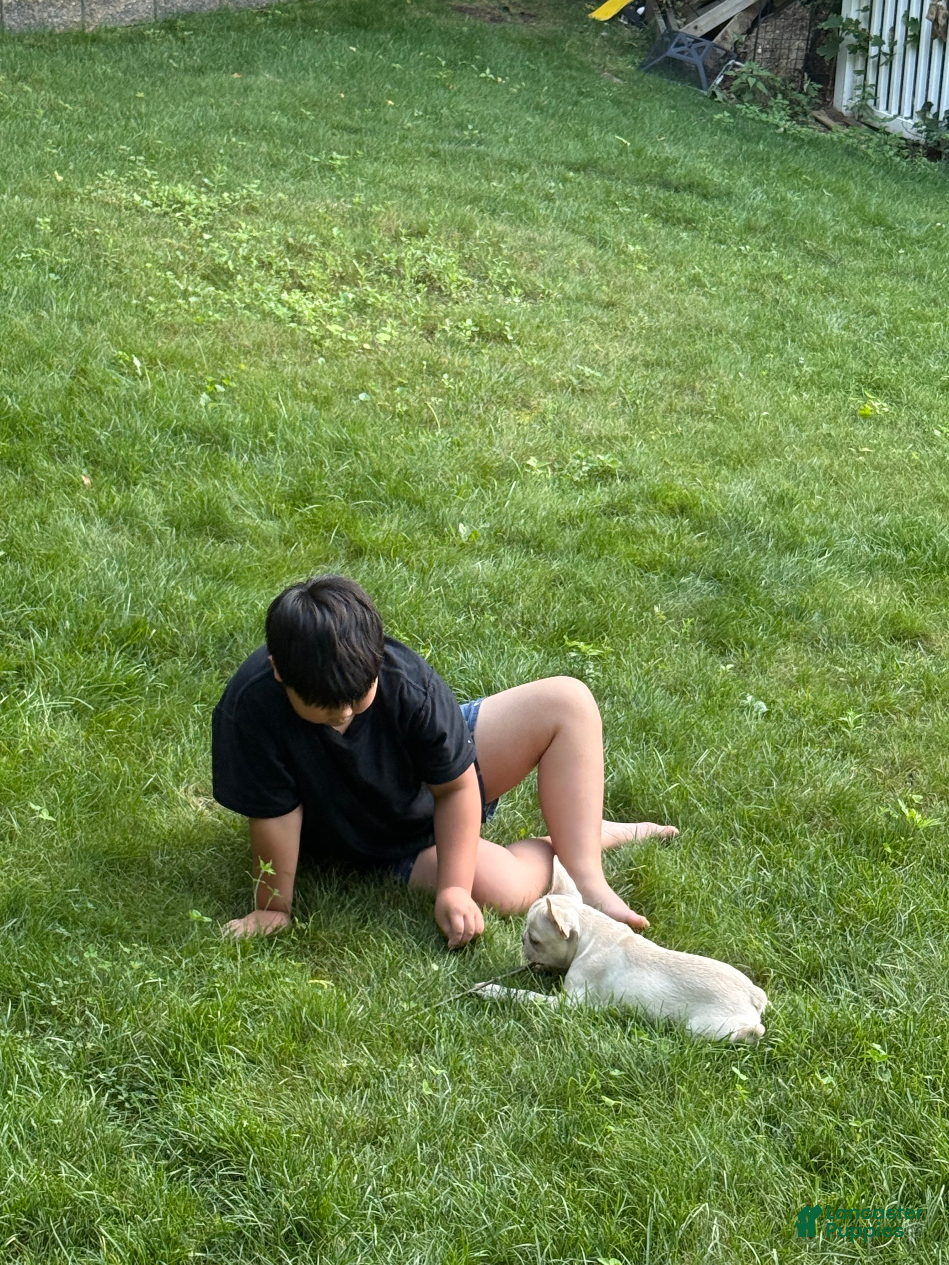 French Bulldog dogs French Bulldog 1 - Ad 2