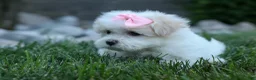 Maltese dogs for sale: OLENNA - Ad 7